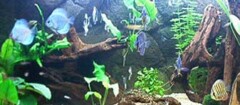 aquarios-e-peixes-araruama-1370888213