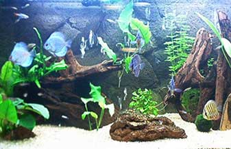 Riamar Lagos Comércio de Pescados Ltda - Foto 1
