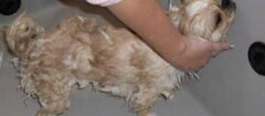 banho-e-tosa-de-animais-araruama-1370888442