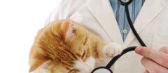 clinicas-veterinarias-araruama-1370888769
