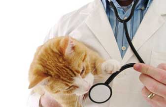 Clínica Veterinária Sapopés - Foto 1
