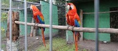 criadores-de-animais-araruama-1370888936