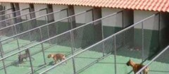 hotel-para-animais-araruama-1370889643