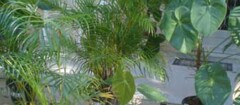 plantas-ornamentais-araruama-1370970822