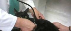 veterinários-araruama-1370890585