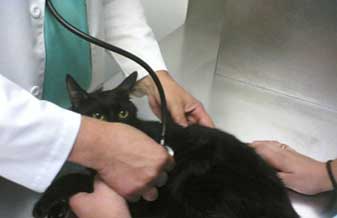 Veterinária Bom Pastor - Foto 1