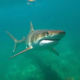 tubarão na Lagoa de Araruama