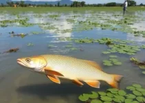 aquicultura sustentável