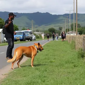 Promotor de Justiça atira cachorro Araruama