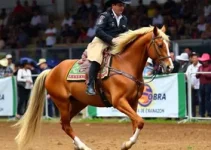 Expo Especializada Mangalarga Marchador