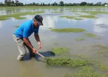 limpeza e avaliação da Lagoa de Araruama