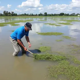 limpeza e avaliação da Lagoa de Araruama