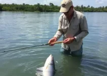 fiscalização ambiental