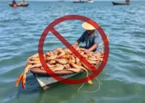 período de defeso do camarão