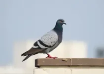 pavoa