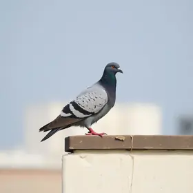 pavoa