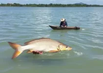 fiscalização laguna defeso