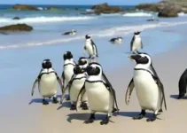 resgate de pinguins