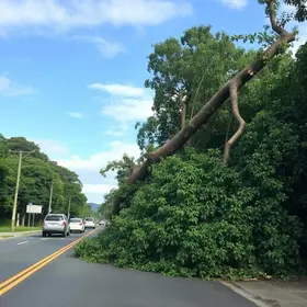 queda de árvore em Araruama