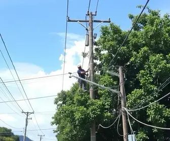 poda urgente de árvore