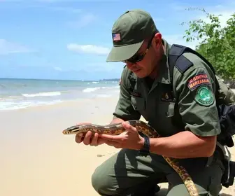 resgate de serpente em Araruama
